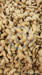 fresh-ginger-rhizome-background-overhead-root-full-roots-vertical-healthy-food-zingiber-officinale-roscoe-aflowering-plant-64054167